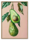 Wallpaper Avocado avocado produce fruit.