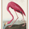 Pink Flamingo from Birds of America (1827) by John James Audubon