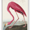Pink Flamingo from Birds of America (1827) by John James Audubon
