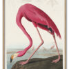 Pink Flamingo from Birds of America (1827) by John James Audubon