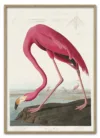 Pink Flamingo from Birds of America (1827) by John James Audubon