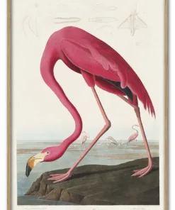 Pink Flamingo from Birds of America (1827) by John James Audubon