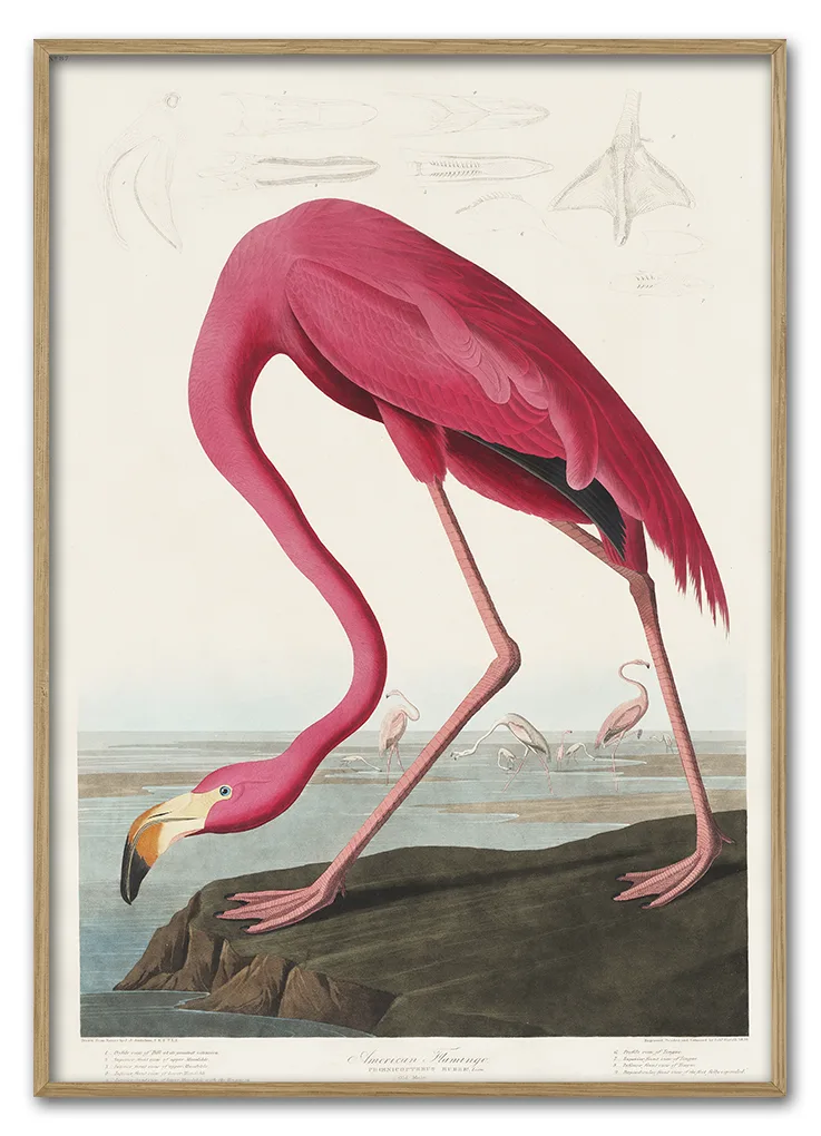 Pink Flamingo from Birds of America (1827) by John James Audubon Pink Flamingo from Birds of America (1827) by John James Audubon