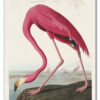 Pink Flamingo from Birds of America (1827) by John James Audubon