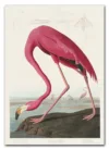 Pink Flamingo from Birds of America (1827) by John James Audubon