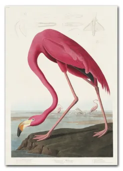 Pink Flamingo from Birds of America (1827) by John James Audubon