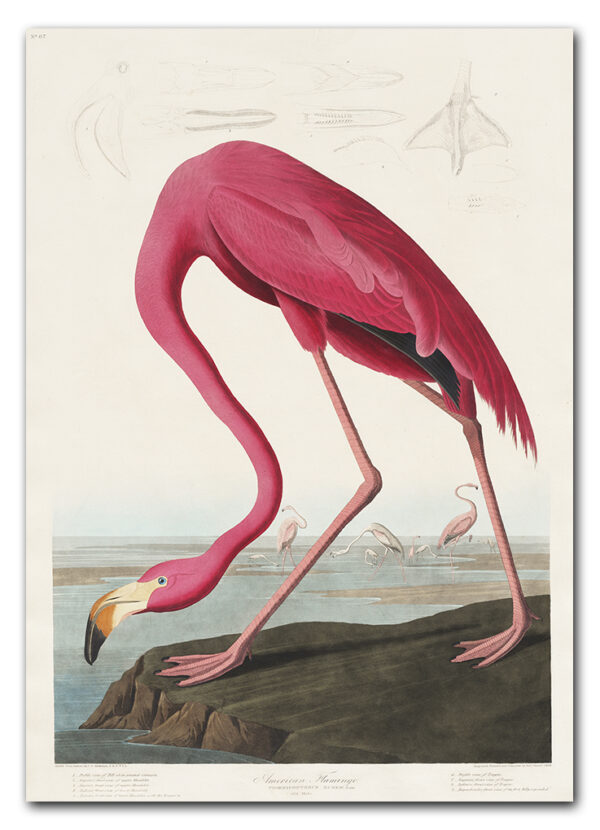 Pink Flamingo from Birds of America (1827) by John James Audubon