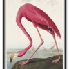 Pink Flamingo from Birds of America (1827) by John James Audubon