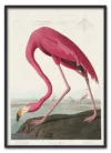Pink Flamingo from Birds of America (1827) by John James Audubon