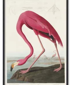 Pink Flamingo from Birds of America (1827) by John James Audubon