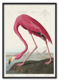 Pink Flamingo from Birds of America (1827) by John James Audubon