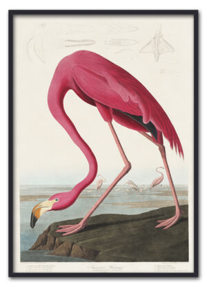 Pink Flamingo from Birds of America (1827) by John James Audubon