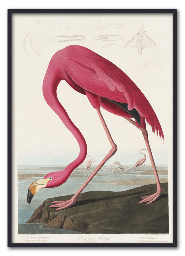 Pink Flamingo from Birds of America (1827) by John James Audubon
