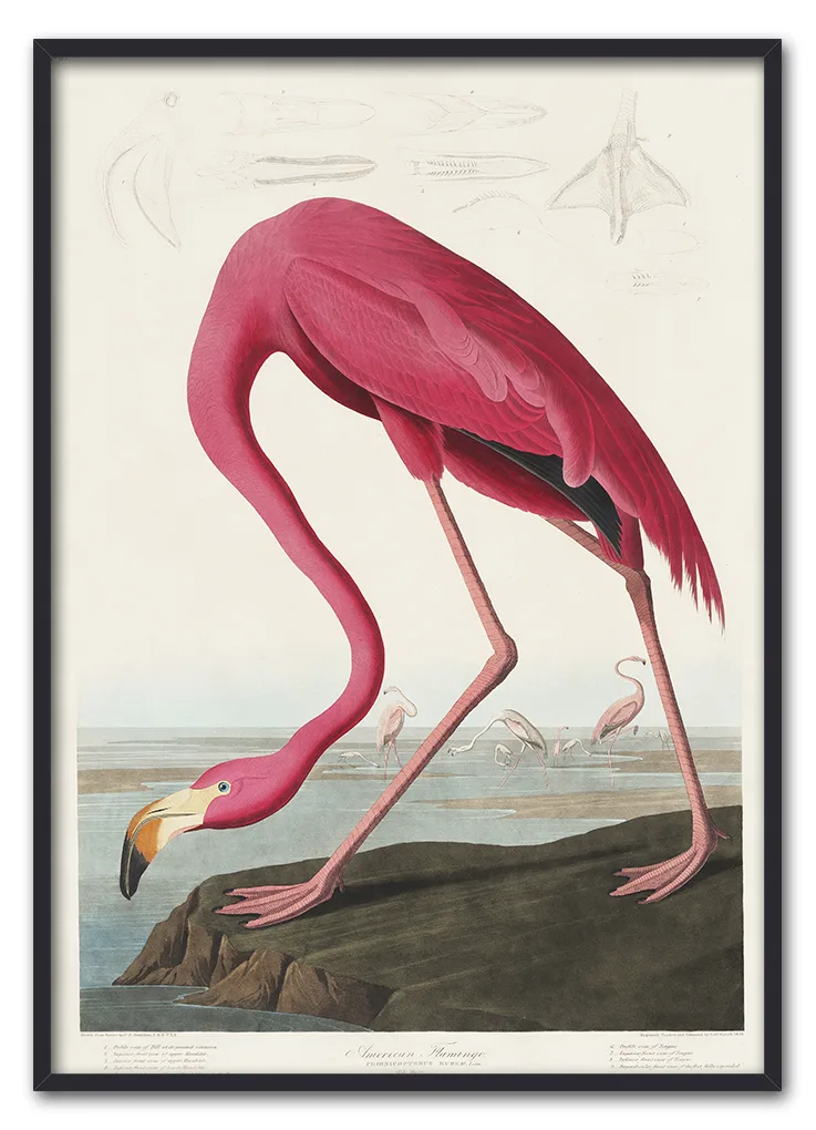 Pink Flamingo from Birds of America (1827) by John James Audubon Pink Flamingo from Birds of America (1827) by John James Audubon