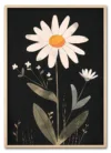 Daisy on Black Eg