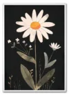 Daisy on Black Hvid