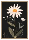 Daisy on Black Massiv Eg