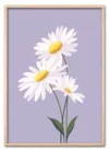 Daisy on Lilac Eg
