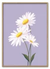 Daisy on Lilac Massiv Eg