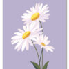 Daisy on Lilac Plakat
