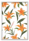 Tiger Lily Display Hvid