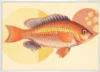 A Retro Fish_Hvid