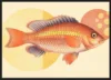 A Retro Fish_Sort
