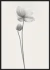 Anemones_Sort