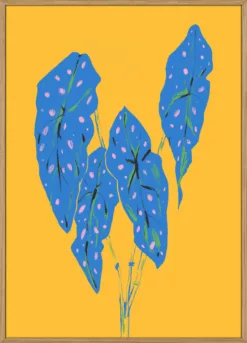 Begonia Maculata Blue and Yellow