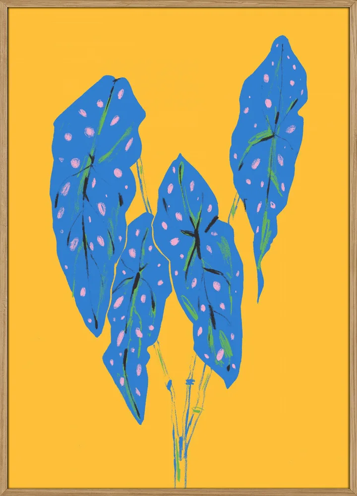 Begonia Maculata Blue and Yellow_Massiv eg