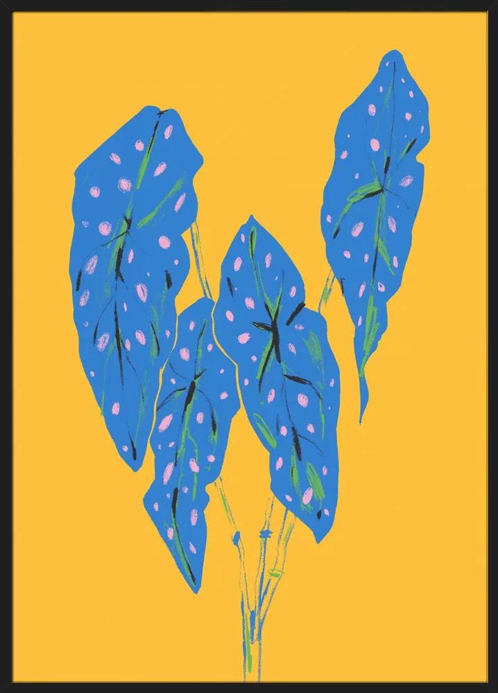 Begonia Maculata Blue and Yellow_Sort