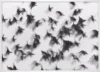 Birds_Hvid