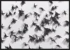 Birds_Sort