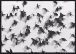 Alternative view of Birds