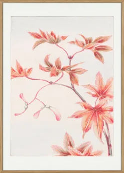 Branch of Momiji Maple Tree With Leaves and Seed