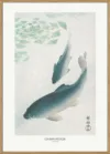 Carp Or Koi