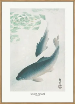 Carp Or Koi