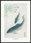 Carp Or Koi_Sort