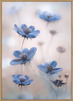 Cosmos blue