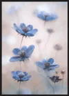 Cosmos blue_Sort