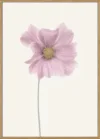 Cosmos flower