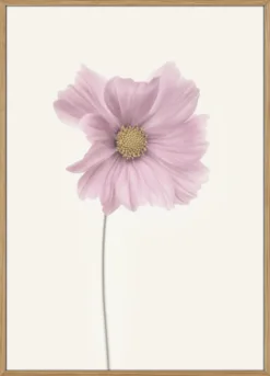 Cosmos flower