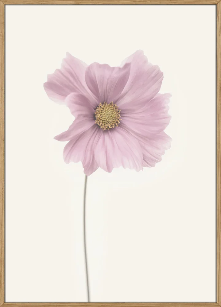 Cosmos flower