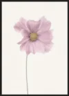 Cosmos flower_Sort