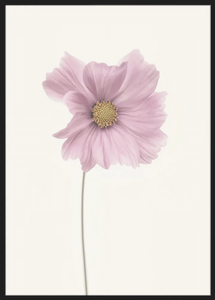 Cosmos flower_Sort