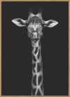 Giraffe Portrait