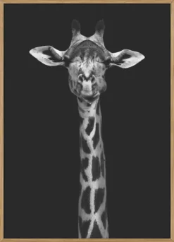 Giraffe Portrait