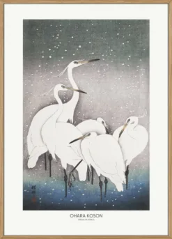 Group Of Egrets