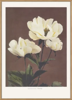Habrdaceous Peony