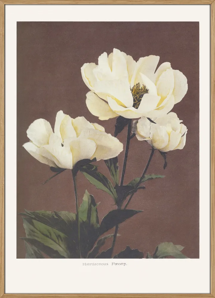 Habrdaceous Peony